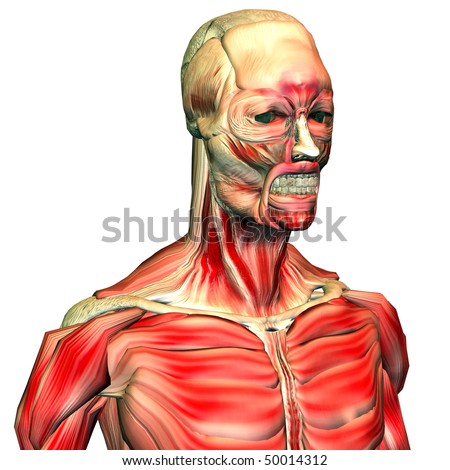 Skeletal Muscle Stock Images, Royalty-Free Images & Vectors | Shutterstock