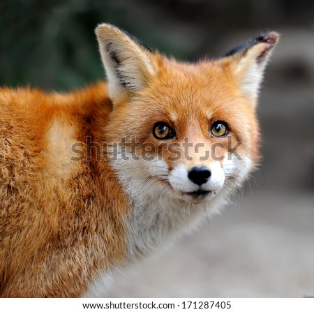 Wild red fox portrait
