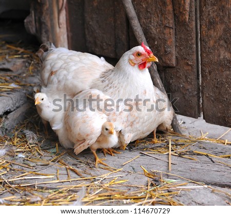 Yellow chick Stock Photos, Images, & Pictures | Shutterstock