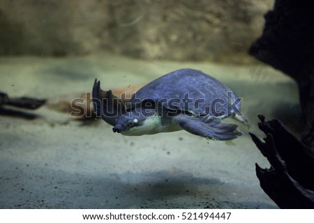 Pignosed Turtle Carettochelys Insculpta Known Fly Stock Photo 521494447 - Shutterstock