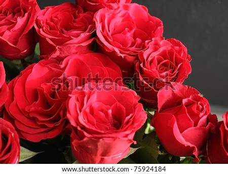 rose - stock photo