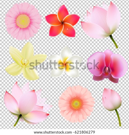 Flowers Collection In Transparent Background Gradient Mesh, Vector Illustration