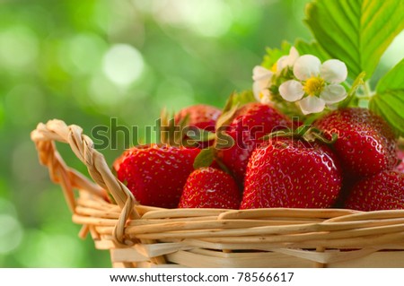 Strawberries in a basket in the garden - stock photo