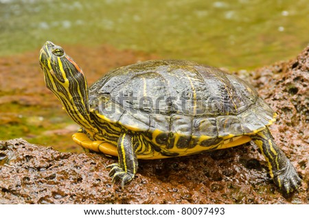 Turtle Standing On Stone Stock Photo 80097493 - Shutterstock