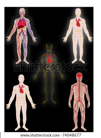 Inside Human Body Stock Images, Royalty-Free Images & Vectors