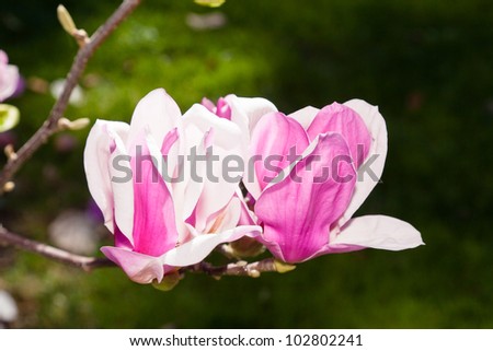 Magnolia Large Genus About 210 Flowering Stock Photo 102802241 ... Magnolia Large Genus About 210 Flowering Stock Photo 102802241 ...