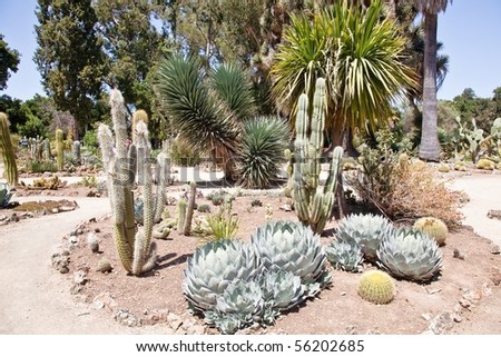 Desert Garden Plants Stock Photos, Images, & Pictures | Shutterstock