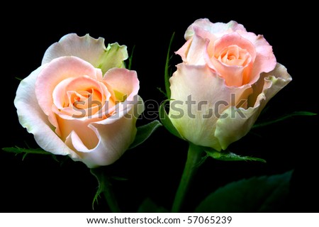 two delicate peach roses with light pink core and with leaves isolated on black