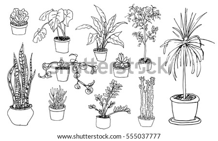 House Plants Illustration Sketch Style Collection Stock Vector