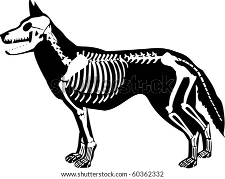 Download Dog Skeleton Stock Images, Royalty-Free Images & Vectors ...