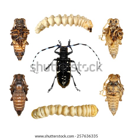 Giant Beetle Stock Photos, Images, & Pictures | Shutterstock