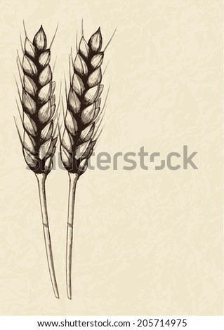 Wheat Drawing Stock Images, Royalty-Free Images & Vectors | Shutterstock