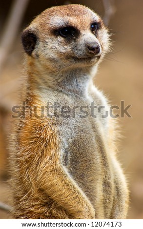 Mercat Watching Stock Photo 12074173 - Shutterstock