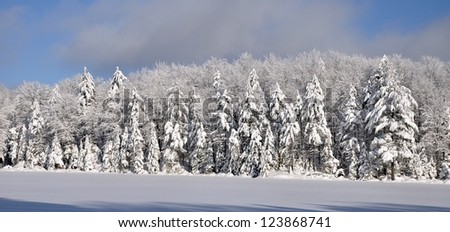 Snow covered trees surrounding a frozen Adirondack Lake