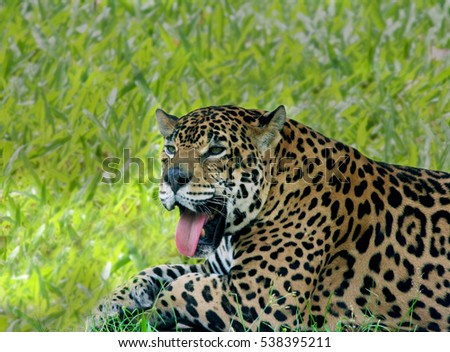 Huge Jaguar Laying On Field Green Stock Photo 538395211  Shutterstock