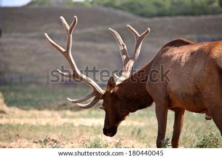 Farm elk with large antlers in scenic Saskatchewan - stock photo