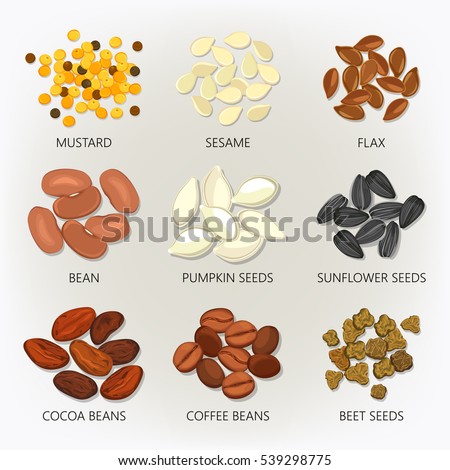 stock vector seed and bean grain isolated icons mustard and sesame flax and pumpkin kernel sunflower peel 539298775