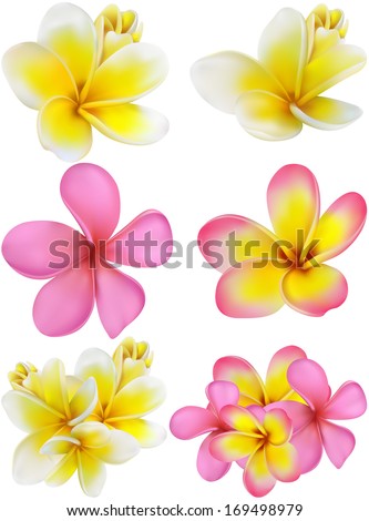 set of yellow and pink plumerias , may be used for a Woman's Day congratulation card