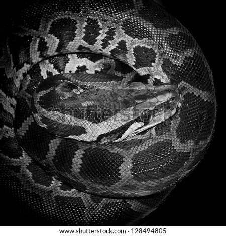 Boa Snake Reticulated Python Pattern Black Stock Photo 128494814 ...