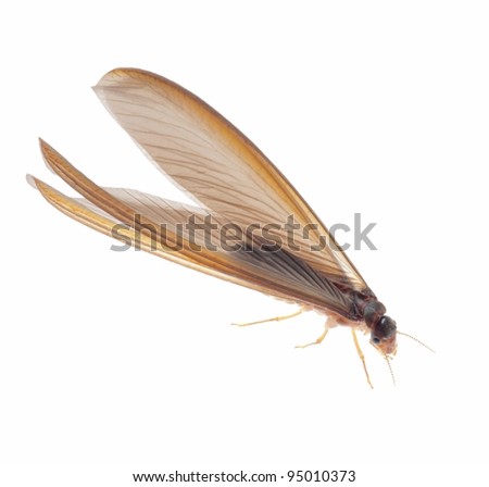 stock photo termite white ant isolated on white 95010373