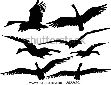 Set of silhouettes of flying geese - stock vector