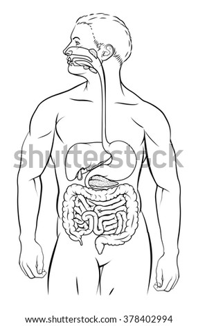 Human Digestive System Digestive Tract Alimentary Stock Illustration