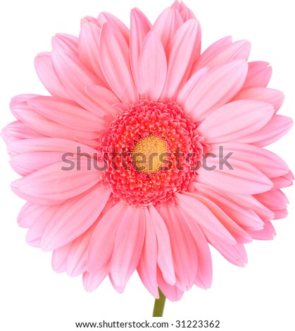 Peach Gerbera Daisy Isolated On White ~ Clipping Path Included