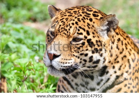 Jaguar head Stock Photos, Images, & Pictures | Shutterstock