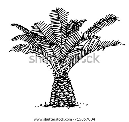 Hand Drawn Palm Tree Isolated On Stock Vector 715857004 - Shutterstock
