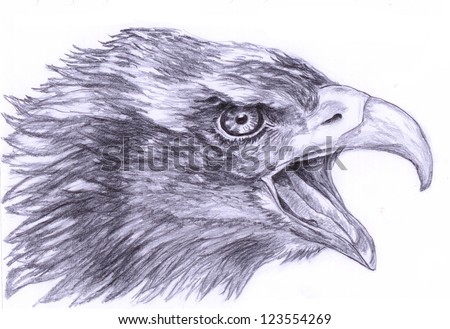 Eagle Head Drawing Stock Photos, Images, & Pictures | Shutterstock