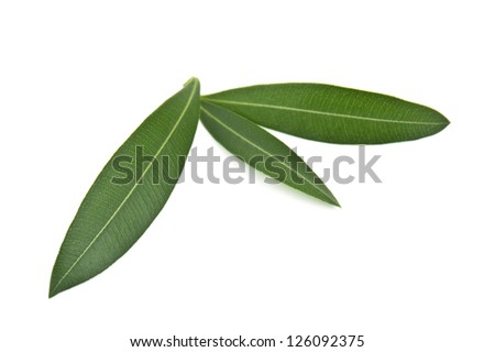 Olive leaves Stock Photos, Images, & Pictures | Shutterstock