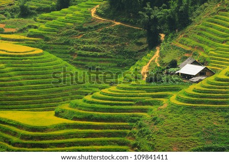 Rice field terraces at Sapa