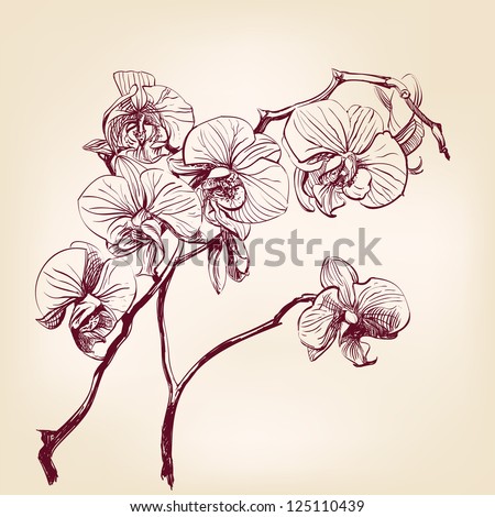 floral orchid hand drawn vector