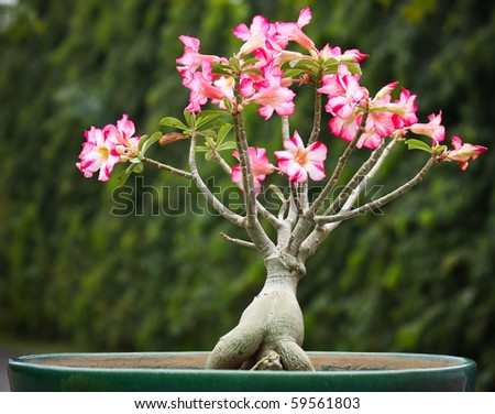 Desert Rose Stock Images, Royalty-Free Images & Vectors | Shutterstock