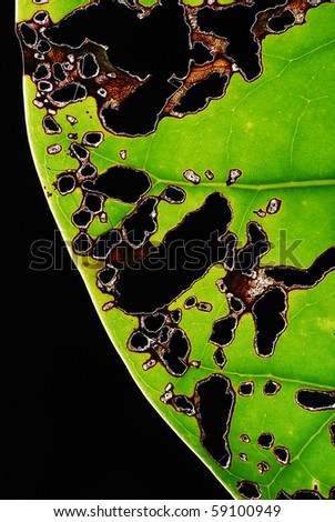 Plant Disease Stock Images, Royalty-Free Images & Vectors | Shutterstock