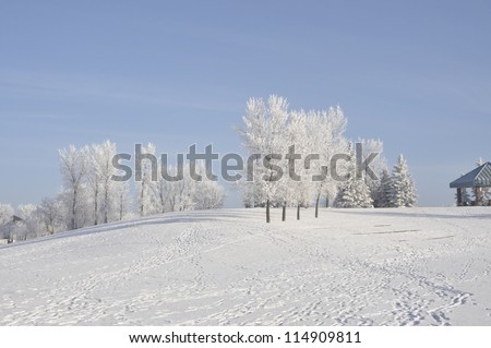 winter park with hoarfrost covered tree