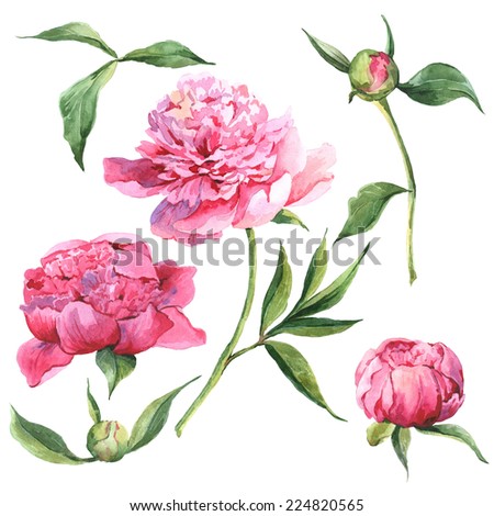 Watercolor Peony Stock Photos, Images, & Pictures | Shutterstock