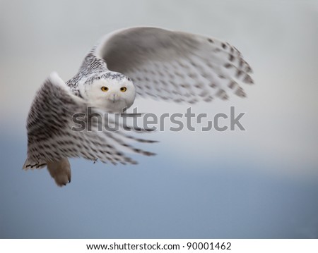 Owl Stock Photos, Royalty-Free Images & Vectors - Shutterstock