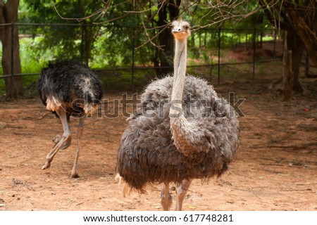 Ostrich Stock Images, Royalty-Free Images & Vectors | Shutterstock