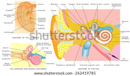 lotan's Portfolio on Shutterstock