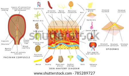 Skin Anatomy Diagram Sensory Receptors Skin Stock Vector 785289727 ...