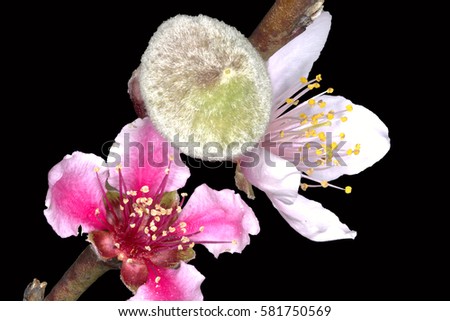 Pink flowers of a peach tree with a fruit bud isolated against a black background
