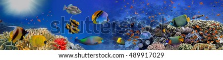 Sea corals. Panorama. Red Sea, Egypt