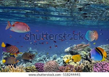 Colorful reef underwater landscape with fishes and corals