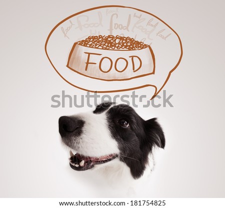 Dog Puts Head In And Out Of Food Bowl Dog Puts Head In And Out Of Food Bowl