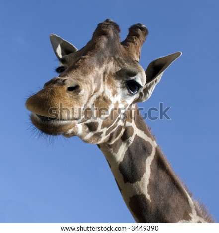 Funny Giraffe Tongue Out Stock Photo 3135442 - Shutterstock