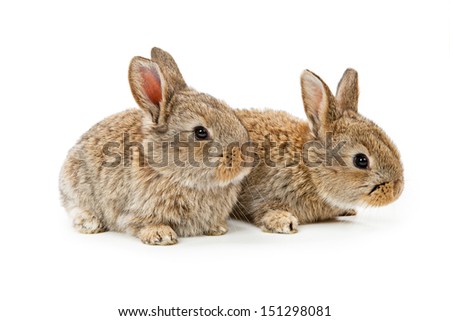 Bunny Ears Stock Images, Royalty-Free Images & Vectors | Shutterstock
