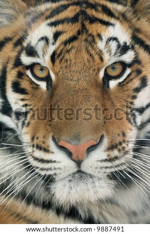Closeup Tigers Face Stock Photo 13163569 - Shutterstock