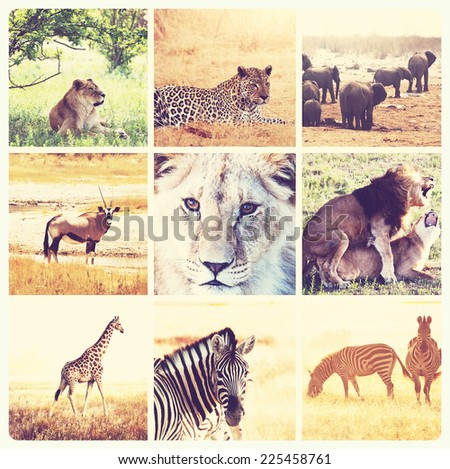 African Safari Collage Stock Photo 74305348 - Shutterstock