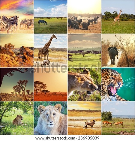 Safari Animal Collage Stock Images, Royalty-Free Images & Vectors ...